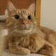 Cheddar the cat, who has only learned how to mimic a bullhorn in the morning and evening around feeding time.